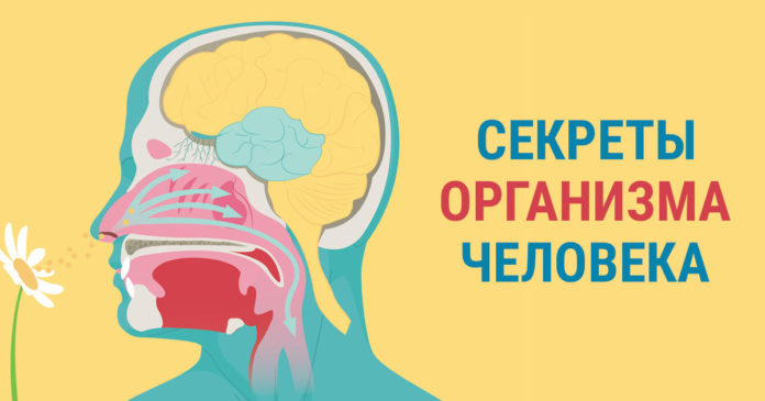 Cекреты управления организмом, которые просто поражают!